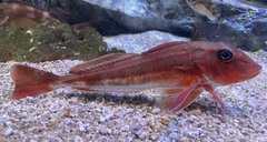 Redwing Searobin photo 4