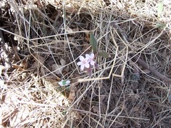 Claytonia rosea
