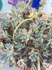 × Graptosedum
