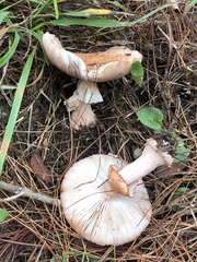 Amanita brunneolocularis