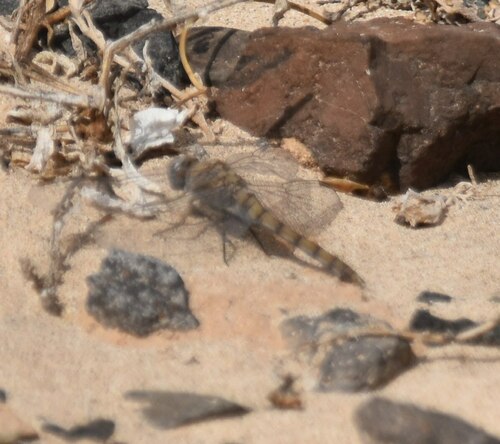 Desert Skimmer