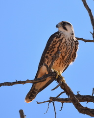 Falco biarmicus biarmicus