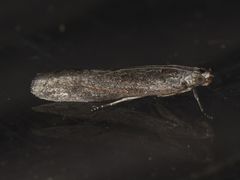 Ancylosis albipenella