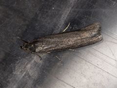 Ancylosis albipenella