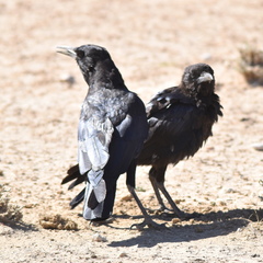 Corvus capensis capensis