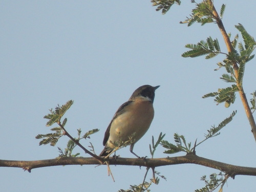 Saxicola maurus