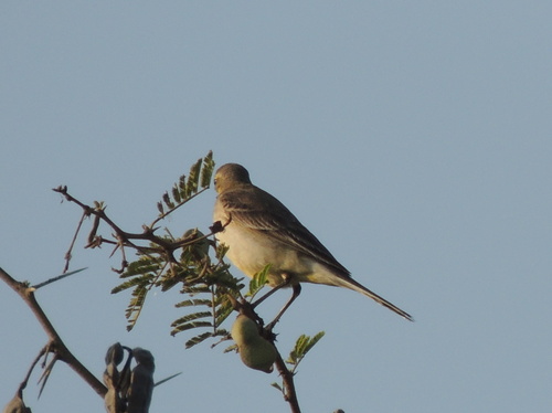 Motacilla citreola