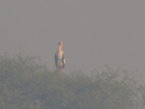 Mycteria leucocephala