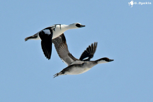 Smew, photo 6 of 7