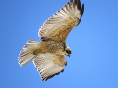 Buteo albigula