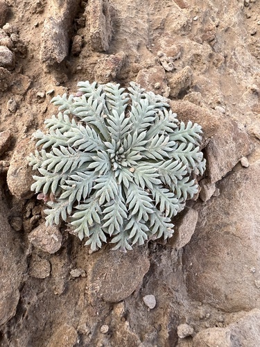 Uinta Basin gilia (Aliciella stenothyrsa)