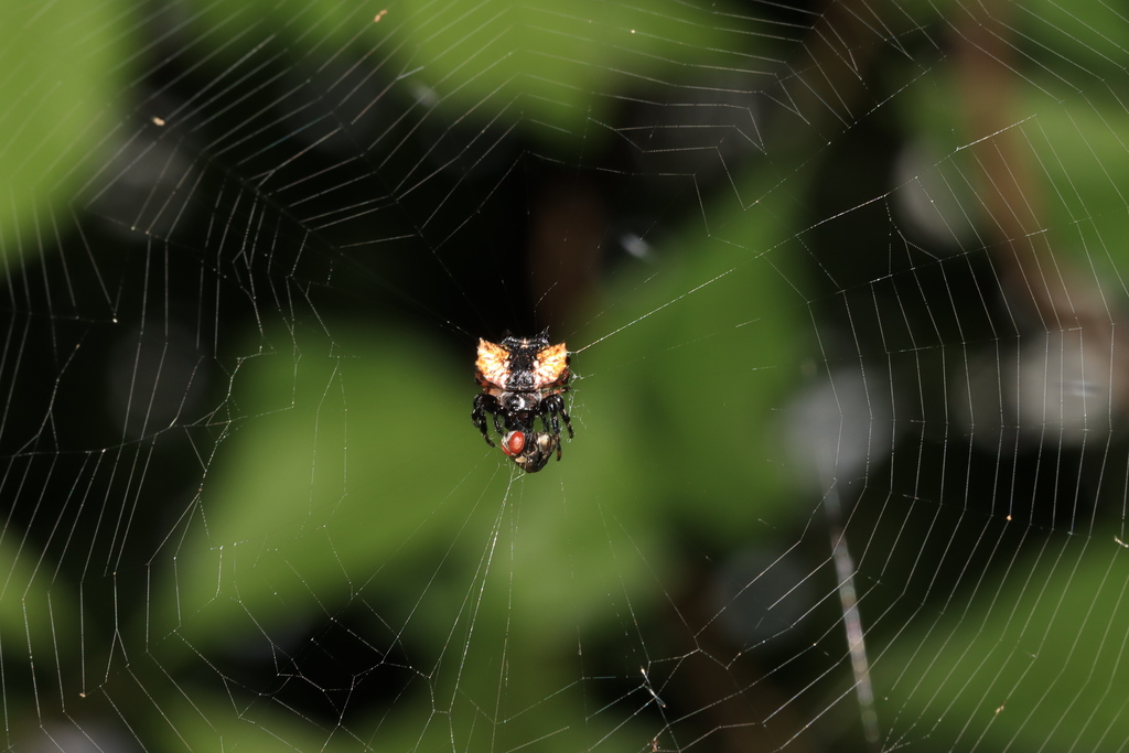 Gasteracantha mediofusca (Gasteracantha mediofusca)