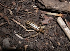 Ortholeptura valida