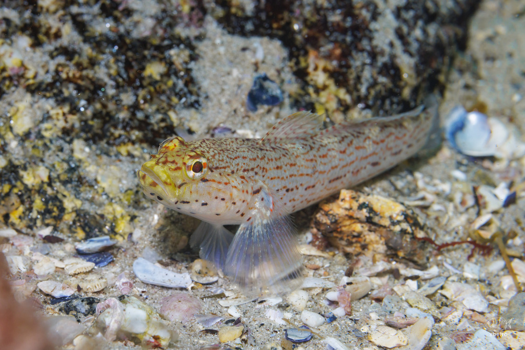Yellow-headed goby (Gobio dorado) (Coastal Fishes of Mediterranean Spain) · iNaturalist