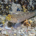 Yellow-headed Goby - Photo (c) Xaime Beiro, some rights reserved (CC BY-NC), uploaded by Xaime Beiro