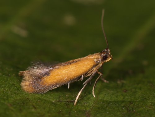 Bordered Carl, photo 2 of 8