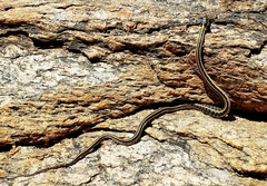 Thamnophis cyrtopsis cyrtopsis