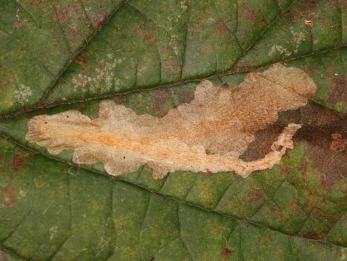 Bordered Carl, photo 3 of 8