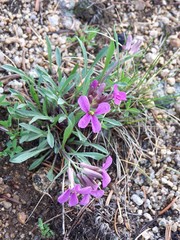 Matthiola incana