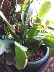 Rhipsalidopsis gaertneri