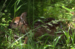 Odocoileus virginianus virginianus