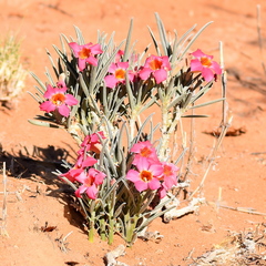 Adenium oleifolium