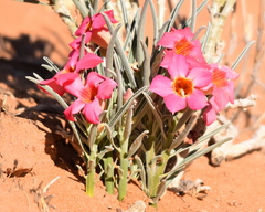Adenium oleifolium
