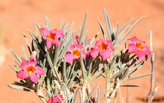 Adenium oleifolium