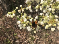 Lycaena phlaeas daimio