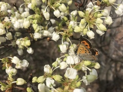 Lycaena phlaeas daimio