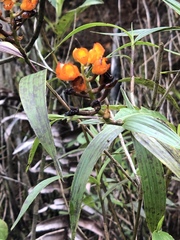 Elleanthus aurantiacus