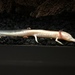 Texas Blind Salamander - Photo (c) rachelmahaffey, some rights reserved (CC BY-NC)