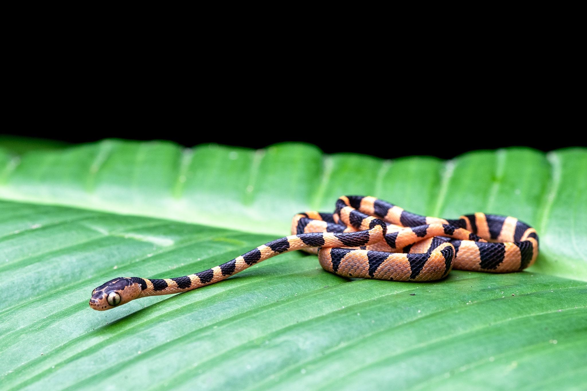 Common Blunt-headed Tree Snake (Imantodes cenchoa) · iNaturalist