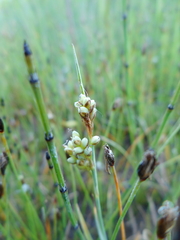 Carex garberi