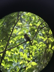 Malacoptila mystacalis