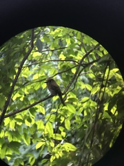 Malacoptila mystacalis