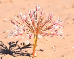 Nerine laticoma