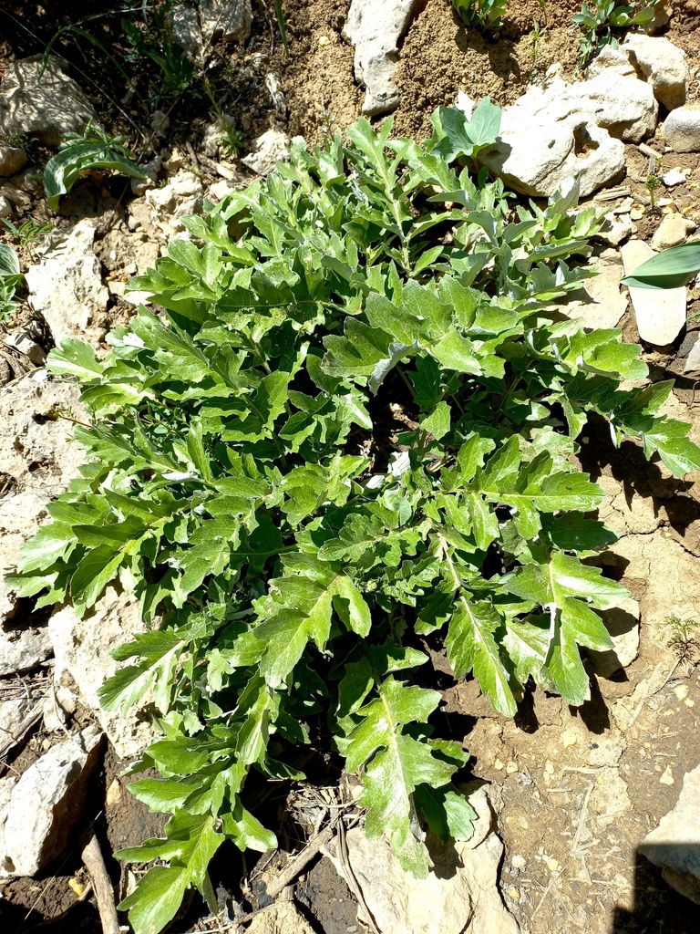 Arctium grandifolium