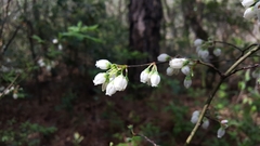 Vaccinium formosum