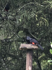 Hypopyrrhus pyrohypogaster