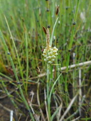 Carex garberi