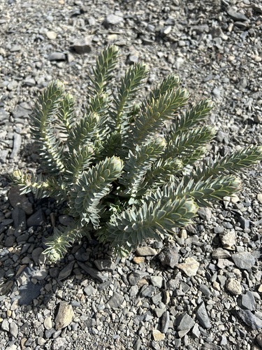 Gopher plant