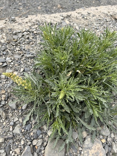 Wild Mignonette