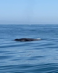 Balaenoptera