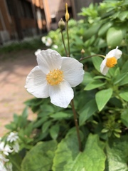 Eriocapitella × hybrida