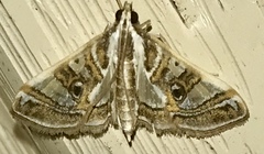 Glyphodes pyloalis