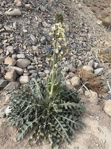 Eruca pinnatifida