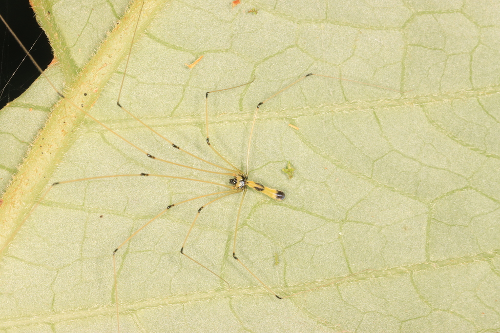 Uthina hylobatea