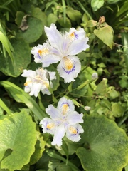 Iris japonica