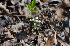 Obolaria virginica